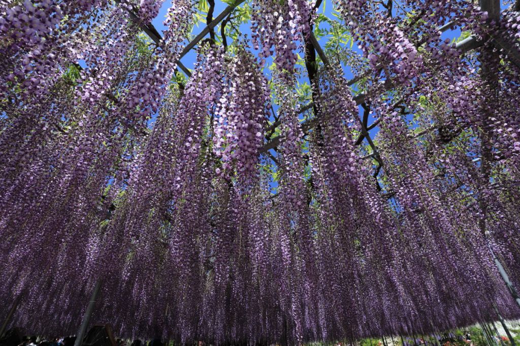 栃木県足利市への日帰りの旅